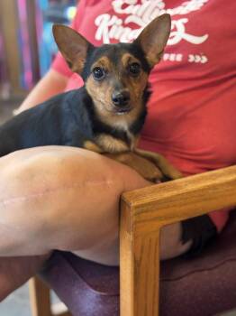 Rescue Chihuahua Dogs for Adoption in New Berlin, Wisconsin - SULLY CHI   $375 | PetCurious