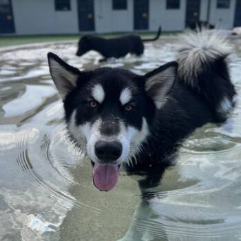 Rescue Alaskan Malamute Dogs for Adoption in Loxahatchee Groves, Florida - Hawk | PetCurious
