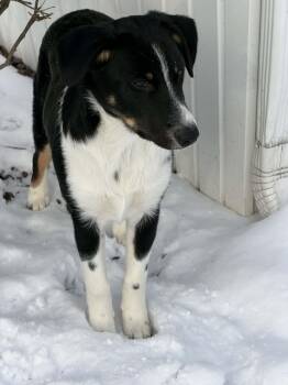 Great Pyrenees and Mixed Breed Dogs Available for Adoption in Dover, Arkansas - Joel | PetCurious