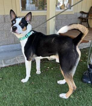 Tango -  Staffordshire Bull Terrier Dog for Adoption in Phoenix, Oregon - Tango | PetCurious