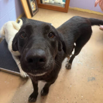 Rescue Black Labrador Retriever Dogs for Adoption in Newport, Tennessee - Magnolia | PetCurious