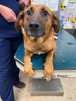 Sprinkle -  Mixed Breed Dog for Adoption in Mobile, Alabama - Sprinkle | PetCurious
