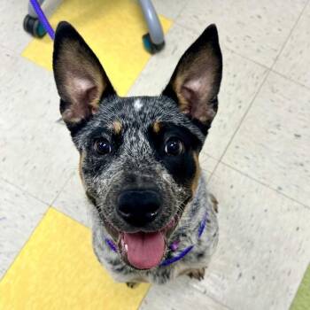 Australian Cattle Dog Blue Heeler Dogs Available for Adoption in Sioux City, Iowa - Lenah | PetCurious