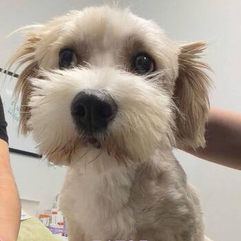 Maltese and Dachshund Dogs Available for Adoption in Chico, California - FABLE | PetCurious