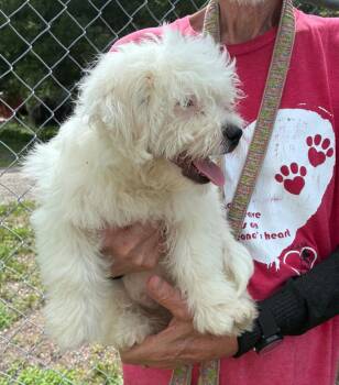 Bandit -  Shih Tzu and Chihuahua Dog for Adoption in Ruskin, Florida - Bandit | PetCurious