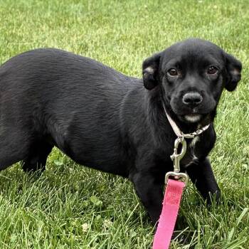 Heartbeat -  Labrador Retriever Dog for Adoption in South Elgin, Illinois - Heartbeat | PetCurious