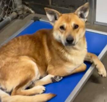 Shepherd Dogs Available for Adoption - GILL | PetCurious