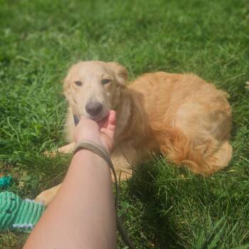 Marigold -  Golden Retriever and Shetland Sheepdog Sheltie Dog for Adoption in Springfield, Missouri - Marigold | PetCurious