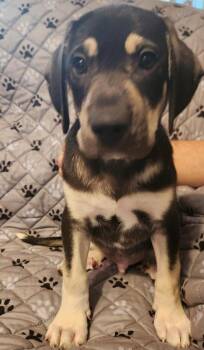 Jet -  Mountain Dog and Catahoula Leopard Dog Dog for Adoption in St. Augustine, Florida - Jet | PetCurious