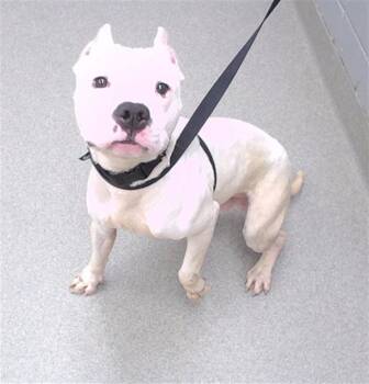 REMY -  American Bulldog and Mixed Breed Dog for Adoption in Omaha, Nebraska - REMY | PetCurious