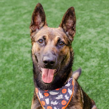 Rescue Belgian Shepherd Malinois Dogs for Adoption in Burlingame, California - Aladdin | PetCurious