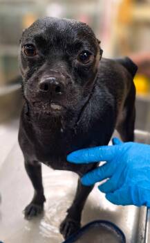 Pug Dogs Available for Adoption in Sterling Heights, Michigan - Focaccia | PetCurious