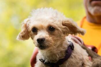 Mixed Breed Dogs Available for Adoption in West Chester, Pennsylvania - Petal | PetCurious