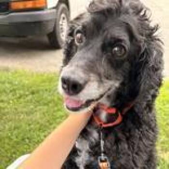 Kailo -  Cocker Spaniel and Poodle Dog for Adoption in Hilliard, Ohio - Kailo | PetCurious
