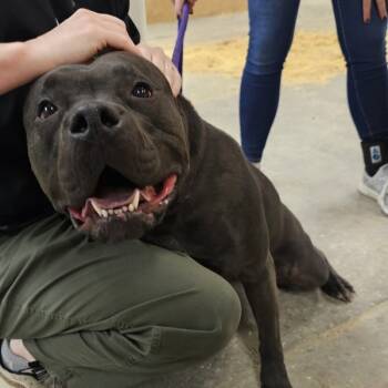 Rescue American Staffordshire Terrier Dogs for Adoption in Des Moines, Iowa - Ms Lou | PetCurious