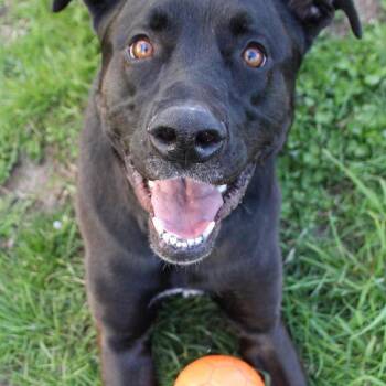 Piper -  German Shepherd Dog and Labrador Retriever Dog for Adoption in Brockport, New York - Piper | PetCurious