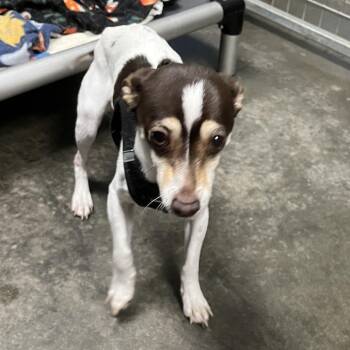 Chihuahua and Treeing Walker Coonhound Dogs Available for Adoption in Sarasota, Florida - Toby | PetCurious