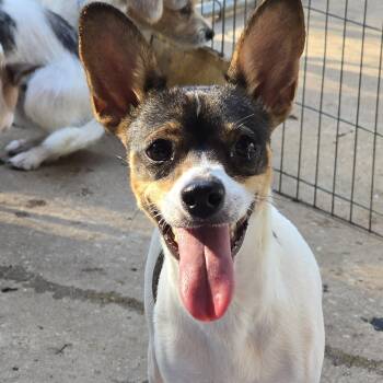 Raspberry -  Rat Terrier Dog for Adoption in Athens, Alabama - Raspberry | PetCurious