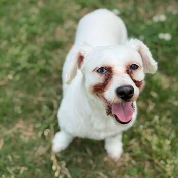 Maltese and Poodle Dogs Available for Adoption in Brownsboro, Alabama - Dexter W | PetCurious