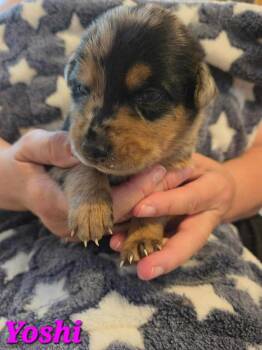 Shepherd Dogs Available for Adoption in Denver, Colorado - Yoshi | PetCurious
