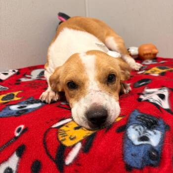 Jacket -  Rat Terrier and Dachshund Dog for Adoption in Tampa, Florida - Jacket | PetCurious