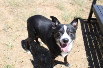 Pops -  Border Collie Dog for Adoption in Weaverville, California - Pops | PetCurious