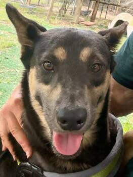 Australian Kelpie Dogs Available for Adoption in St. Augustine, Florida - Lahni | PetCurious