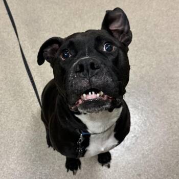 Chaos -  Pit Bull Terrier and Mixed Breed Dog for Adoption in Bristol, Indiana - Chaos | PetCurious