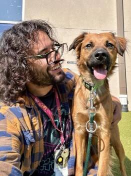 Ringo -  Mixed Breed Dog for Adoption in Wichita, Kansas - Ringo | PetCurious
