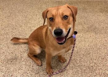 DUSTY PARTON -  Labrador Retriever and Mixed Breed Dog for Adoption in Colorado Springs, Colorado - DUSTY PARTON | PetCurious