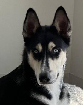 Cooper -  Siberian Husky Dog for Adoption in Menifee, California - Cooper | PetCurious