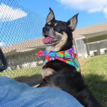 Rocky -  Chihuahua Dog for Adoption in Wadena, Minnesota - Rocky | PetCurious