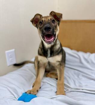 JoJo -  Mixed Breed Dog for Adoption in Ellijay, Georgia - JoJo | PetCurious