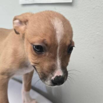 Terrier Dogs Available for Adoption in San Jacinto, California - Yondu | PetCurious