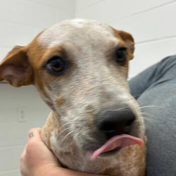 Peanut -  Cattle Dog and Mixed Breed Dog for Adoption in Corpus Christi, Texas - Peanut | PetCurious
