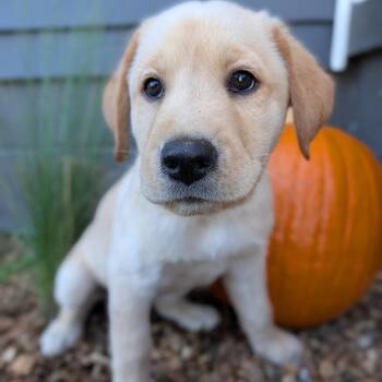 California -  Yellow Labrador Retriever Dog for Adoption in Spring Hill, Tennessee - California | PetCurious