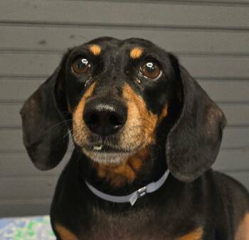 Slim -  Dachshund Dog for Adoption in Newport, Tennessee - Slim | PetCurious