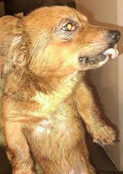 Chihuahua Dogs Available for Adoption in San Antonio, Texas - FLYTE | PetCurious