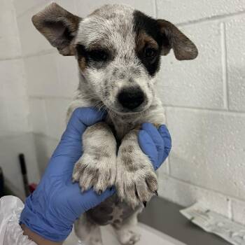 Junie -  Cattle Dog Dog for Adoption in Edinburg, Texas - Junie | PetCurious