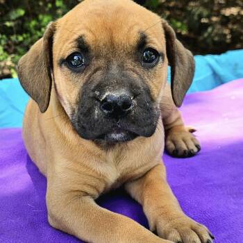 Mixed Breed Dogs Available for Adoption in Pelham, New Hampshire - Strawberry  | PetCurious