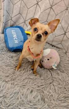 Chihuahua and Mixed Breed Dogs Available for Adoption - Spicy | PetCurious