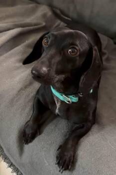 Frank -  Dachshund Dog for Adoption in Denver, Colorado - Frank | PetCurious