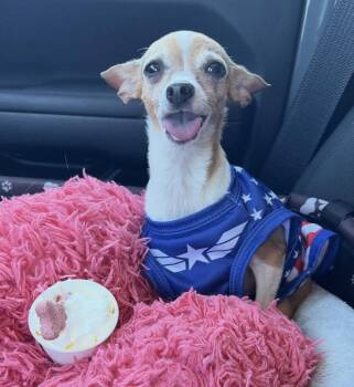 Chihuahua Dogs Available for Adoption - Eloise | PetCurious