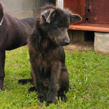 Silver Fox -  Mixed Breed Dog for Adoption in Bonifay, Florida - Silver Fox | PetCurious