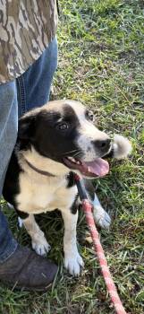 Rescue Border Collie Dogs for Adoption in Oviedo, Florida - Lola | PetCurious