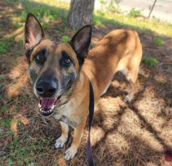 Belgian Shepherd Malinois and Mixed Breed Dogs Available for Adoption in Minneapolis, Minnesota - JAN | PetCurious