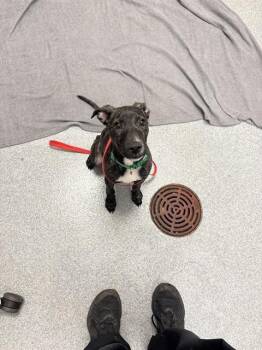 ARLO -  Labrador Retriever and Pit Bull Terrier Dog for Adoption in Indianapolis, Indiana - ARLO | PetCurious