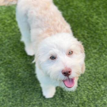 Cairn Terrier Dogs Available for Adoption in Los Angeles, California - Gertrude A2269370 | PetCurious
