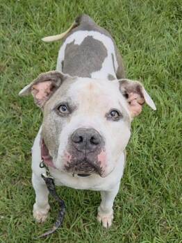 GINGER -  American Staffordshire Terrier Dog for Adoption in Fort Lauderdale, Florida - GINGER | PetCurious