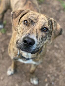 Tiger -  Mixed Breed Dog for Adoption in Decorah, Iowa - Tiger | PetCurious